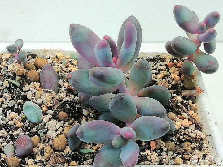 Суккуленты. Эхеверии, Красулы