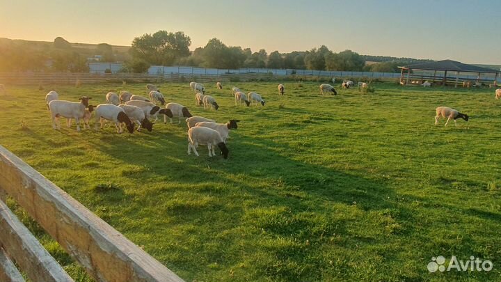 Дорпер ярки