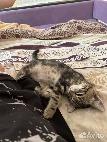 Потерялся котенок