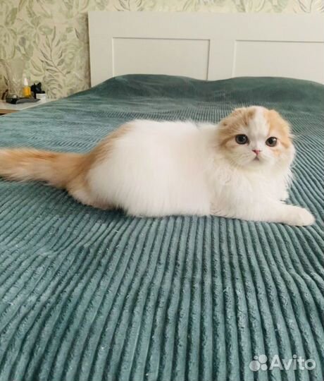 Котенок хайленд фолд