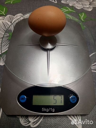 Домашние куриные яйца