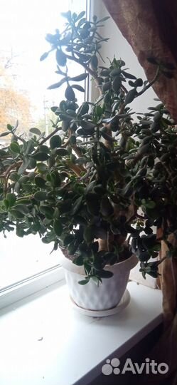 Толстянка, денежное дерево