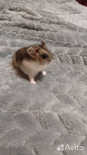 Джунгарский хомяк