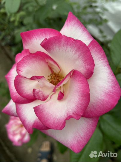 Роза Глория Дей