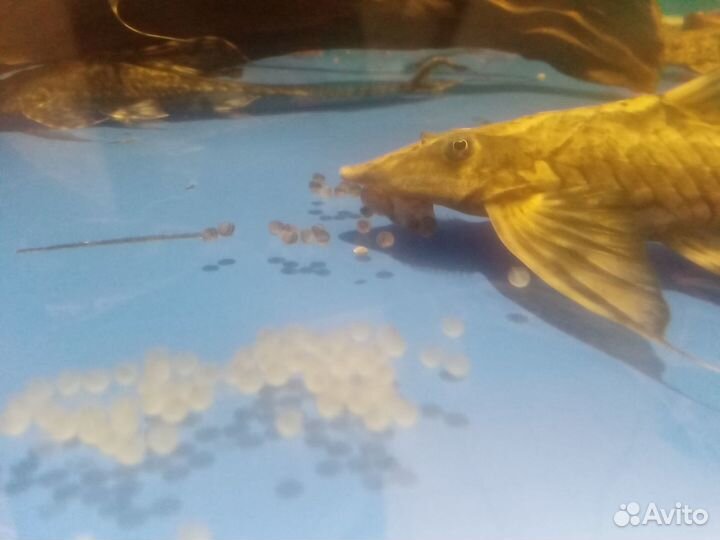 Стурисома панамская