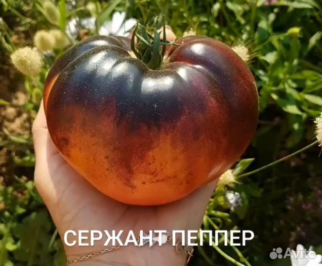 Семена томатов