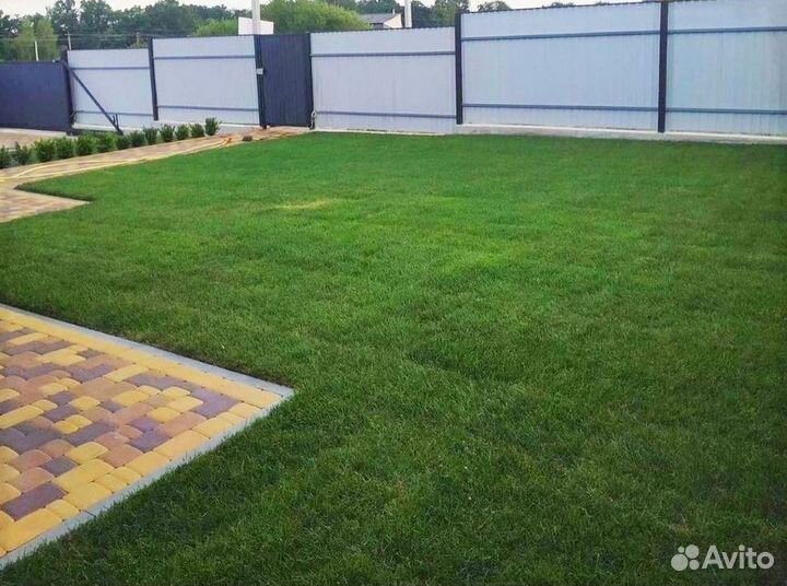 Натуральный рулонный газон 100% мятлик