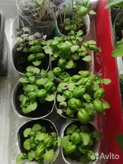 Базилик, виола