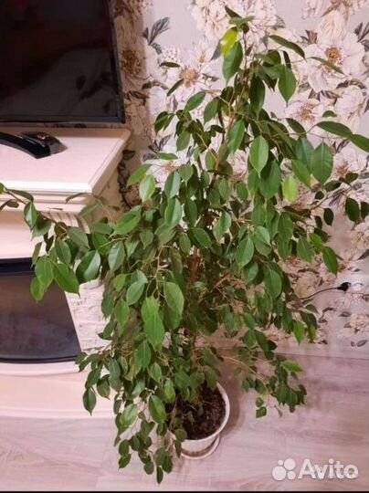 Фикус Бенджамина