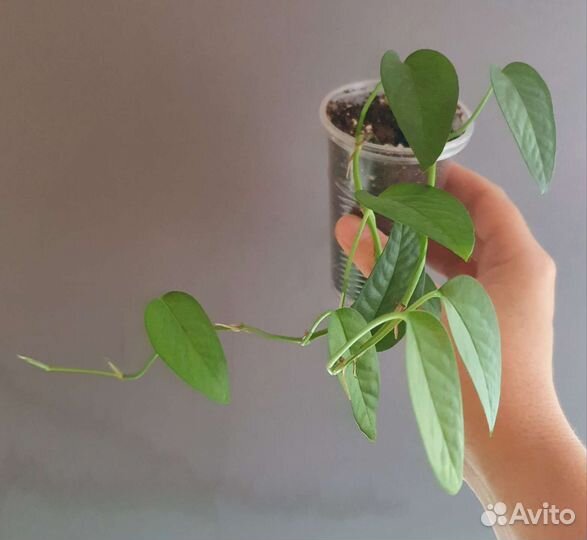 Комнатные растения