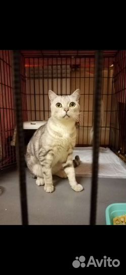 Котик молодой шотландец