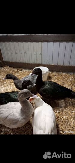 Ведётся запись на ия индоуток немецкой линии