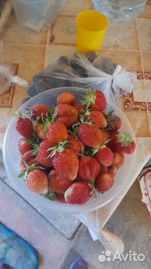 Саженцы клубники