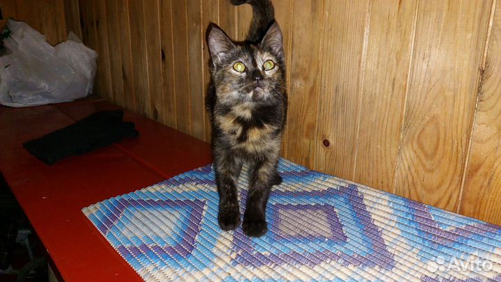 Котёнок девочка