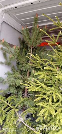 Ель. Сосна. Дуб Можжевельник