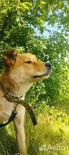 Щенок подросток