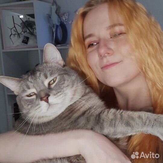 Няня для кошки/кота (котоняня)