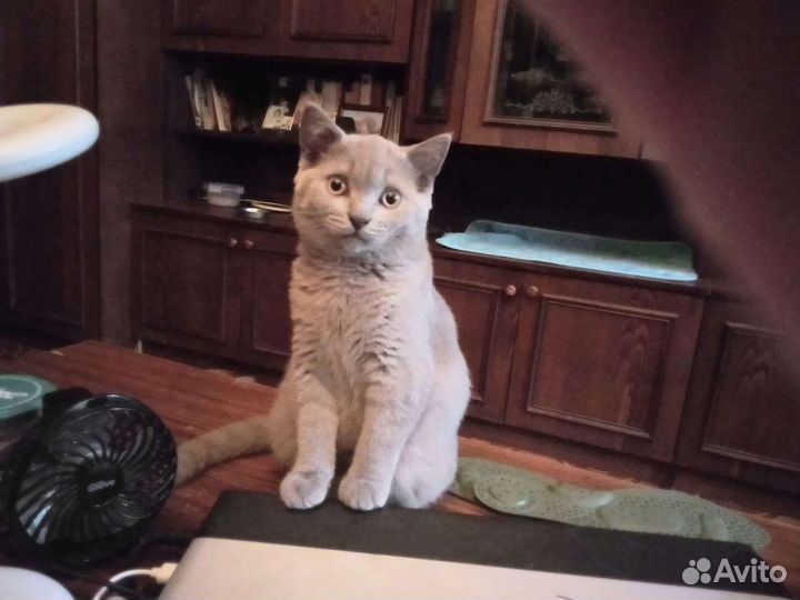 Британские котята 3 мес