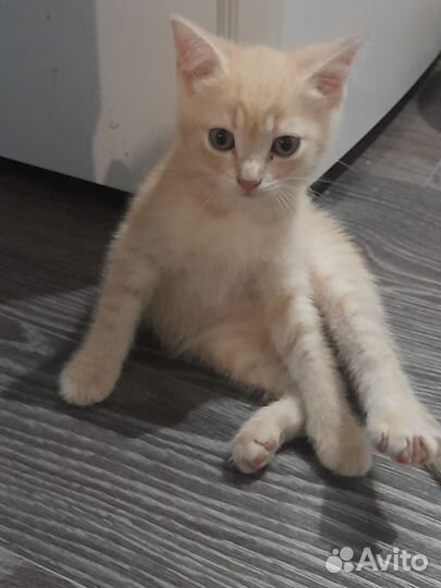 Отдам котят