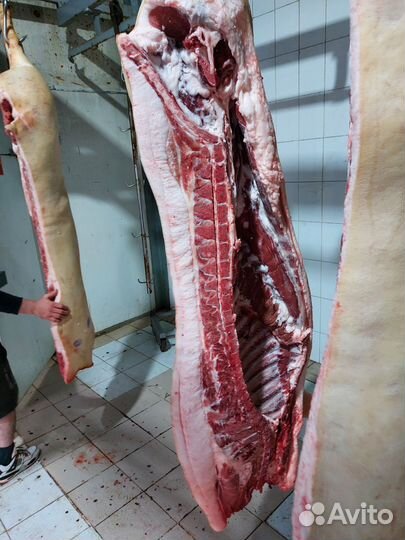 Сало свинина жирные поросята