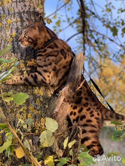 Кот бенгальский для вязки