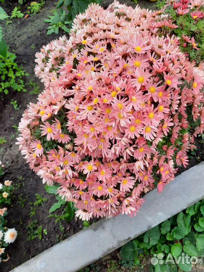 Колокольчик, хосты, хризантемы