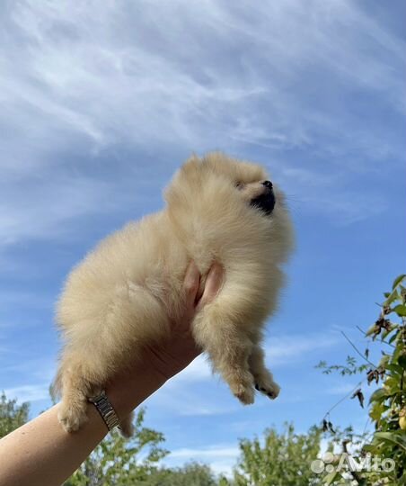 Померанский шпиц девочка. Мишка. Кремовая