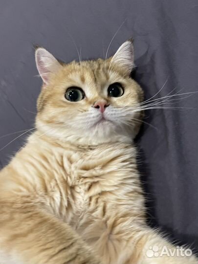 Котик золотой британский