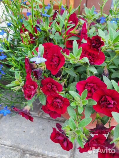 Калибрахоа