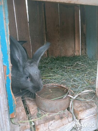 Кролики разных пород