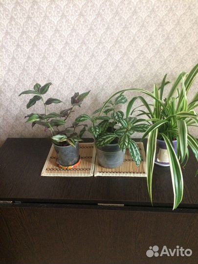 Хлорофитум,традесканция,палея серебристая