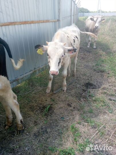 Тёлочка и бычки