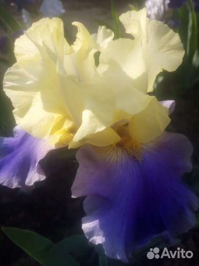 Ирисы сортовые