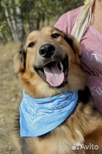 Супер пёс в добрые руки