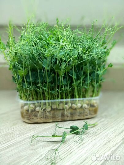 Микрозелень