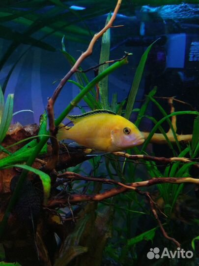 Лабидохромис еллоу