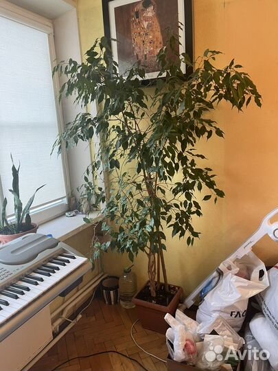 Фикус бенджамина большой