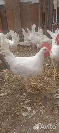 Петухи молодые