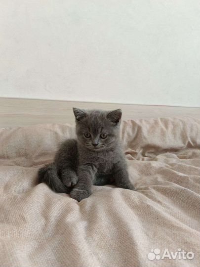 Британская кошка