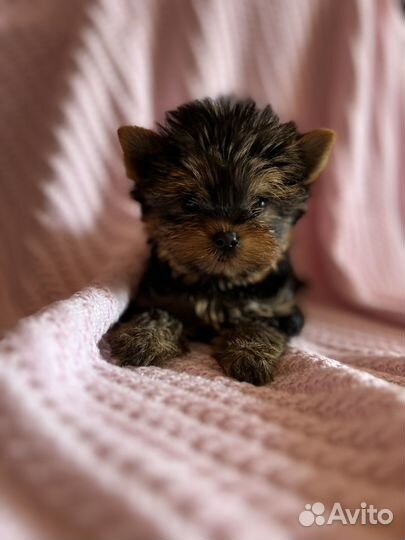 Йоркширский терьер мини