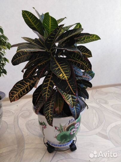 Продам цветы комнатные