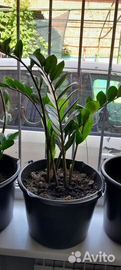 Комнатные растения цветы большие