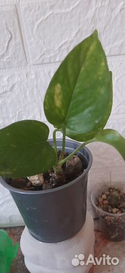 Продам цветы комнатные