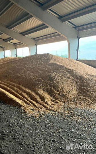 Зерно пшеница ячмень яровый