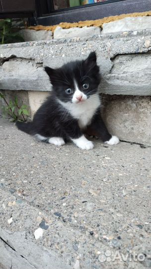 Котята в добрые руки, мальчики