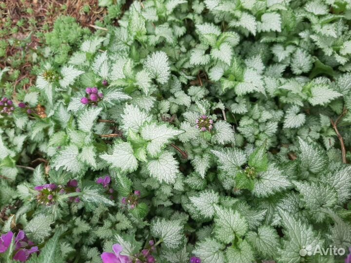 Почвопокровные растения