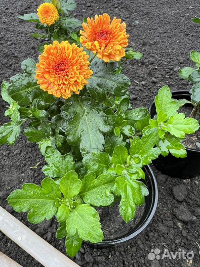 Хризантемы