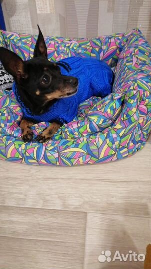 Мини той-терьер