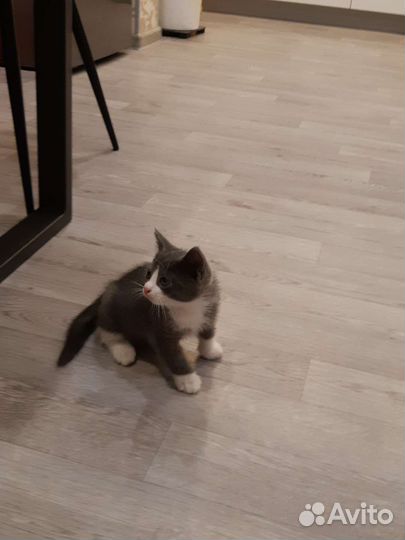 Котёнок