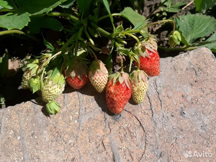 Виктория гигантелла, первокласница, пенелопа